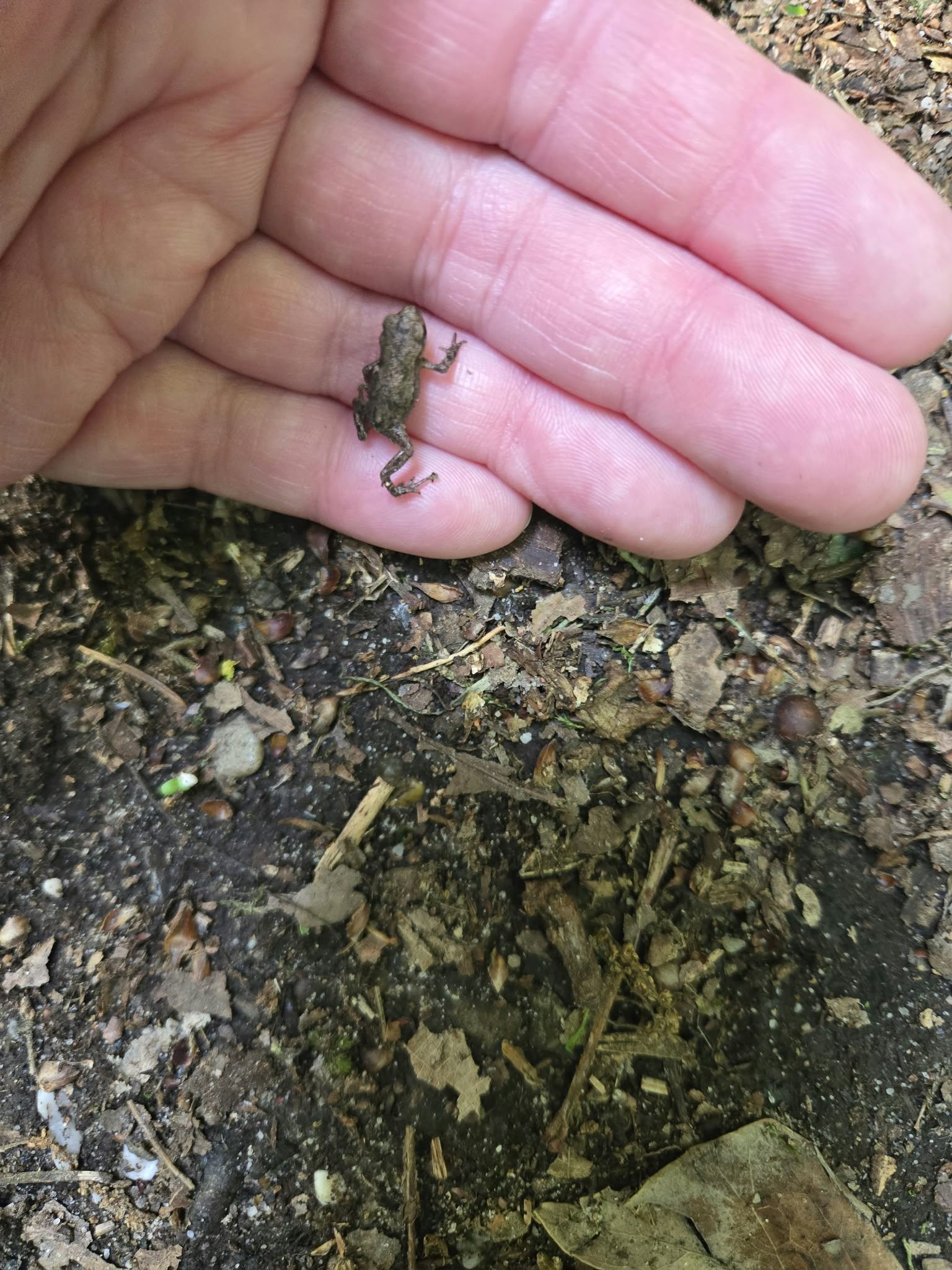 Ein kleiner Frosch auf der Hand