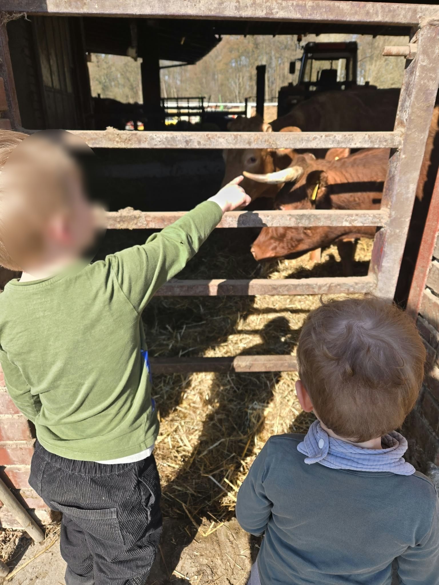 Kinder streicheln eine Kuh