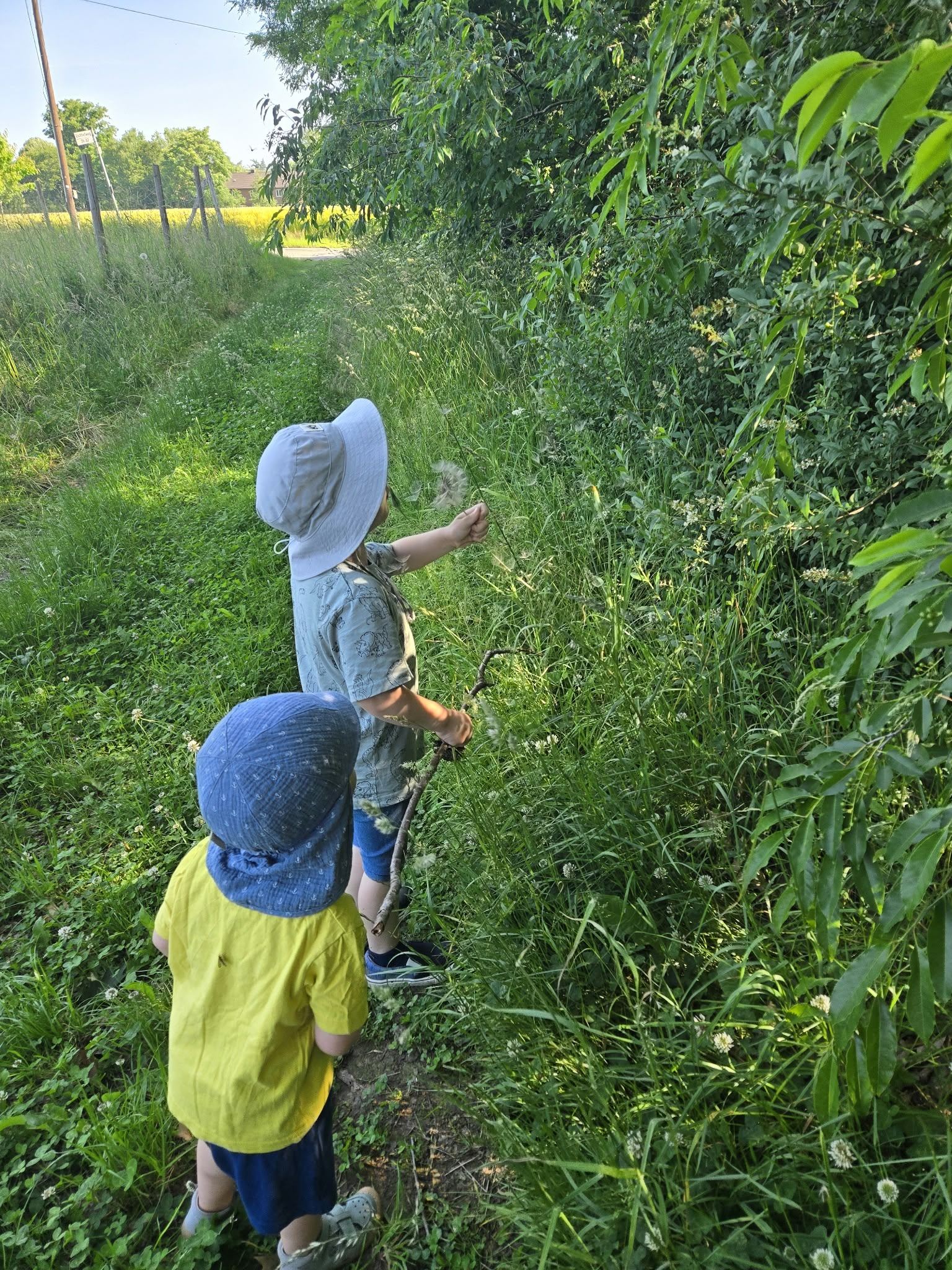 Wiese entdecken